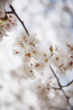 Close-up of cherry blossoms covered in snow in spring, USA