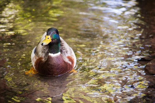Male Mallard (Ana platyrhynchos) Swimming in Pond, Tracy Aviary, Salt Lake City, Utah, USA