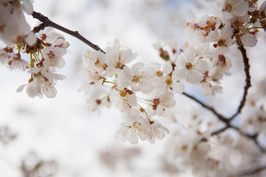 Close-up of cherry blossoms in spring, USA