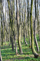 Hornbeam trees growing in the forest