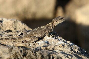 Naklejka na ściany i meble A lizard sits on a stone in a city park.