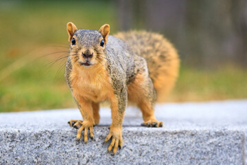 a brown eastern fox squirrel standing on all four legs, on top of cement structure, isolated from the background
