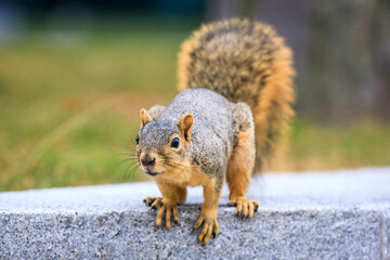 a brown eastern fox squirrel standing on all four legs, on top of cement structure, isolated from the background
