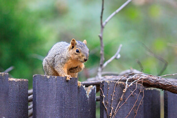 brown eastern fox squirrel sitting on top of a dark brown wooden fence, alone and isolated from the background