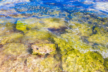 Turquoise green blue water with stones rocks corals beach Mexico.