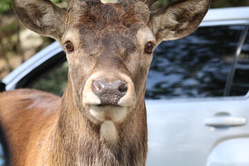 portrait of a deer