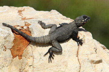 A lizard sits on a stone in a city park.