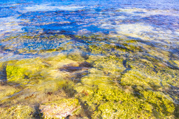Turquoise green blue water with stones rocks corals beach Mexico.