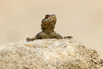 A lizard sits on a stone in a city park.