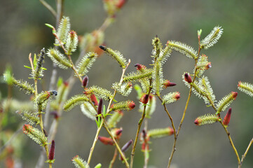 Purple willow (Salix purpurea) grows in nature