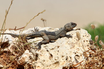 A lizard sits on a stone in a city park.