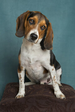 Portrait of Beagle