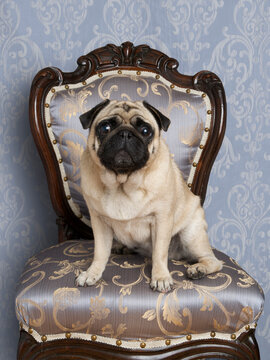 Portrait of Pug