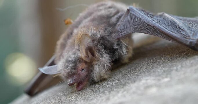 Dead bat lies on the stone. Fly crawls over a dead bat. Cinema 4K 60fps video