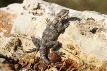 A lizard sits on a stone in a city park.