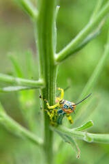 Saltamontes con cabeza roja