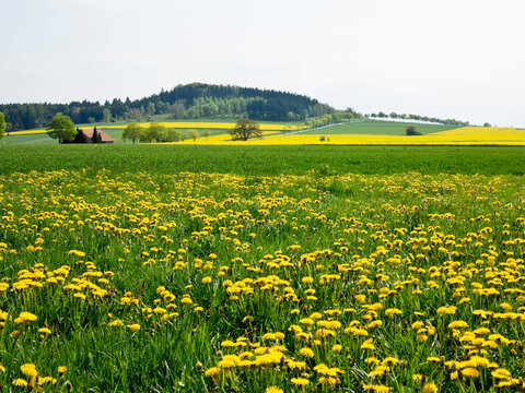 Dandelion in field, Weser Hills, North Rhine-Westphalia, Germany