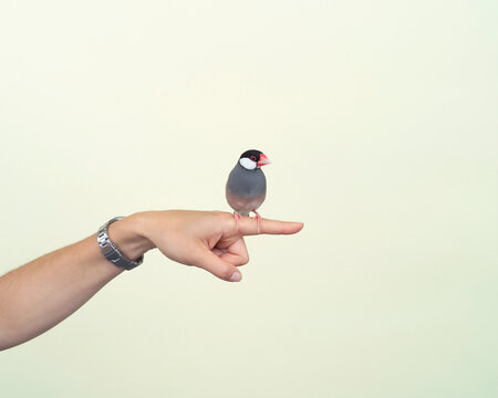Java Sparrow on Woman's Finger