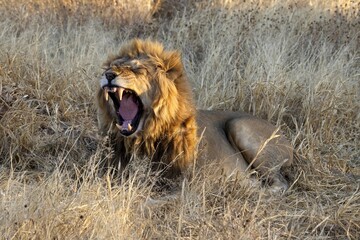 Roaring Male Lion with impressive Mane
