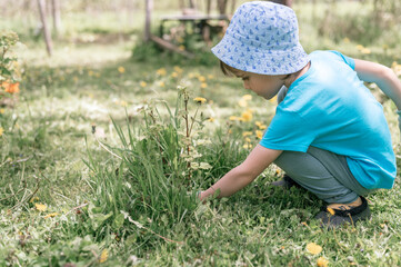 Naklejka na ściany i meble cute candid little six year old kid boy gardener and farmer with hands in gloves pull and weeding weeds wild grass around a currant bush on family suburban homestead in countryside village
