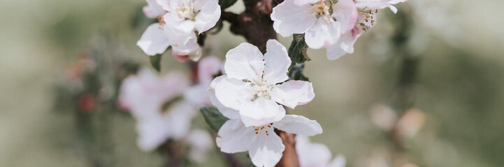 apple tree flowers and petals in soft white pink pastel color in full bloom on branch in garden. homestead in countryside village. horticulture, homesteading. spring authenticity landscape. banner