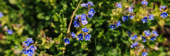 Fototapeta na wymiar forget-me-not (myosotis sylvatica) flowers. first bright blue blooming little wildflowers in full bloom in garden or field. wild horticulture, homesteading. dark spring authenticity landscape. banner