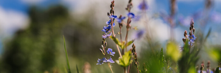 forget-me-not (myosotis sylvatica) flowers. first bright blue blooming little wildflowers in full bloom in garden or field. wild horticulture, homesteading. dark spring authenticity landscape. banner