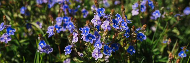 forget-me-not (myosotis sylvatica) flowers. first bright blue blooming little wildflowers in full bloom in garden or field. wild horticulture, homesteading. dark spring authenticity landscape. banner