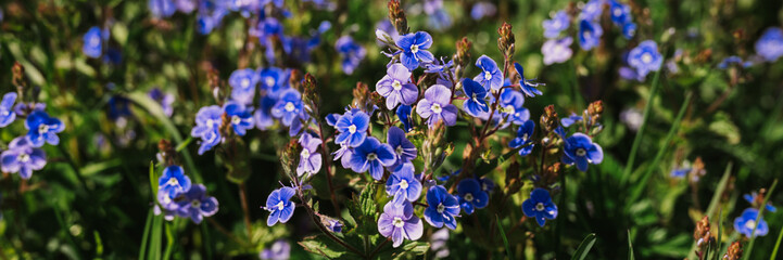 Fototapeta na wymiar forget-me-not (myosotis sylvatica) flowers. first bright blue blooming little wildflowers in full bloom in garden or field. wild horticulture, homesteading. dark spring authenticity landscape. banner