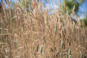 Fototapeta premium Wildflowers