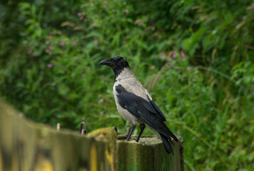 Gray crow standing on the top of dirty concrete wall