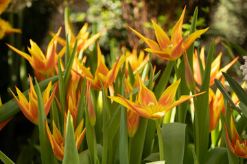 Yellow-orange tulips, in sharp petals on a blurred green background. Warm spring or summer picture. A rare variety of tulips. Sharp narrow flower petals