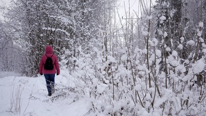 Zimowy spacer. Śnieg na drzewach  © Adam