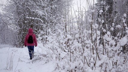 Zimowy spacer. Śnieg na drzewach 