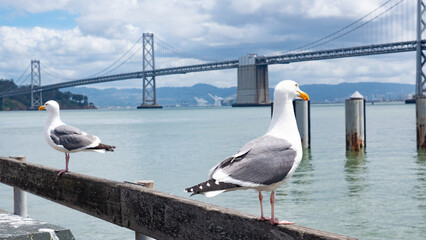Seagulls birds standing on wooden parapet with bridge structure in background
