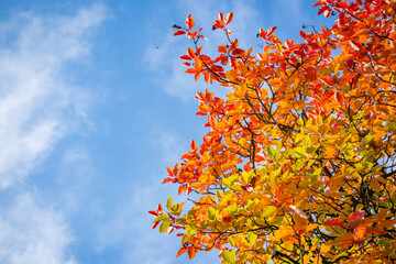 red autumn leaves on blue sky