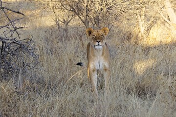 Portrait of a female lion in the evening hours at Namibia