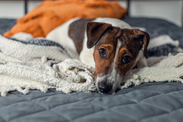 The Jack Russell Terrier breed dog is resting on the bed.