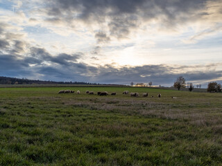 Fototapeta na wymiar flock of sheep in the field