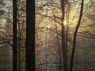 Forest in fog und  in the sunshine