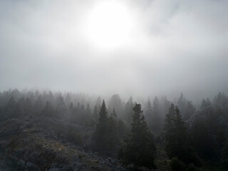 foggy landscapes in the dense forest and the mystical texture of nature