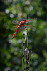 dragonfly posing on a plant
