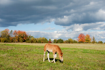Naklejka na ściany i meble brown foal in nature on the background of an autumn pasture in the mountains