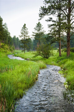 Stream, Wind Cave National Park, South Dakota, USA