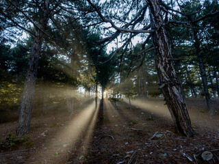 Fototapeta premium refraction of the sun's rays and beam views through the trees in the foggy forest