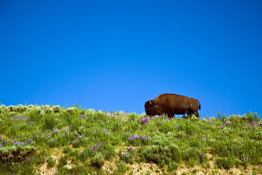 Bison, Yellowstone National Park, Wyoming, USA