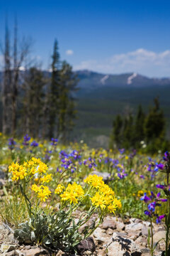 Yellow Broadleaf Arnica and Purple Lewis Monkey Flower, Yellowstone National Park, Wyoming, USA