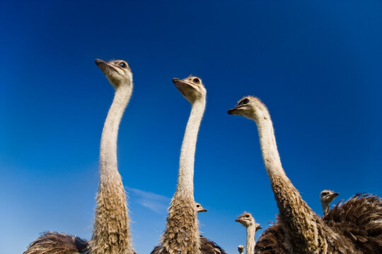 Ostrich on Ostrich Farm Ontario, Canada