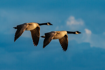Obraz premium Flying Canada goose pair
