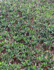 Plantation of bananas with grown fruits. On countryside of Brazil